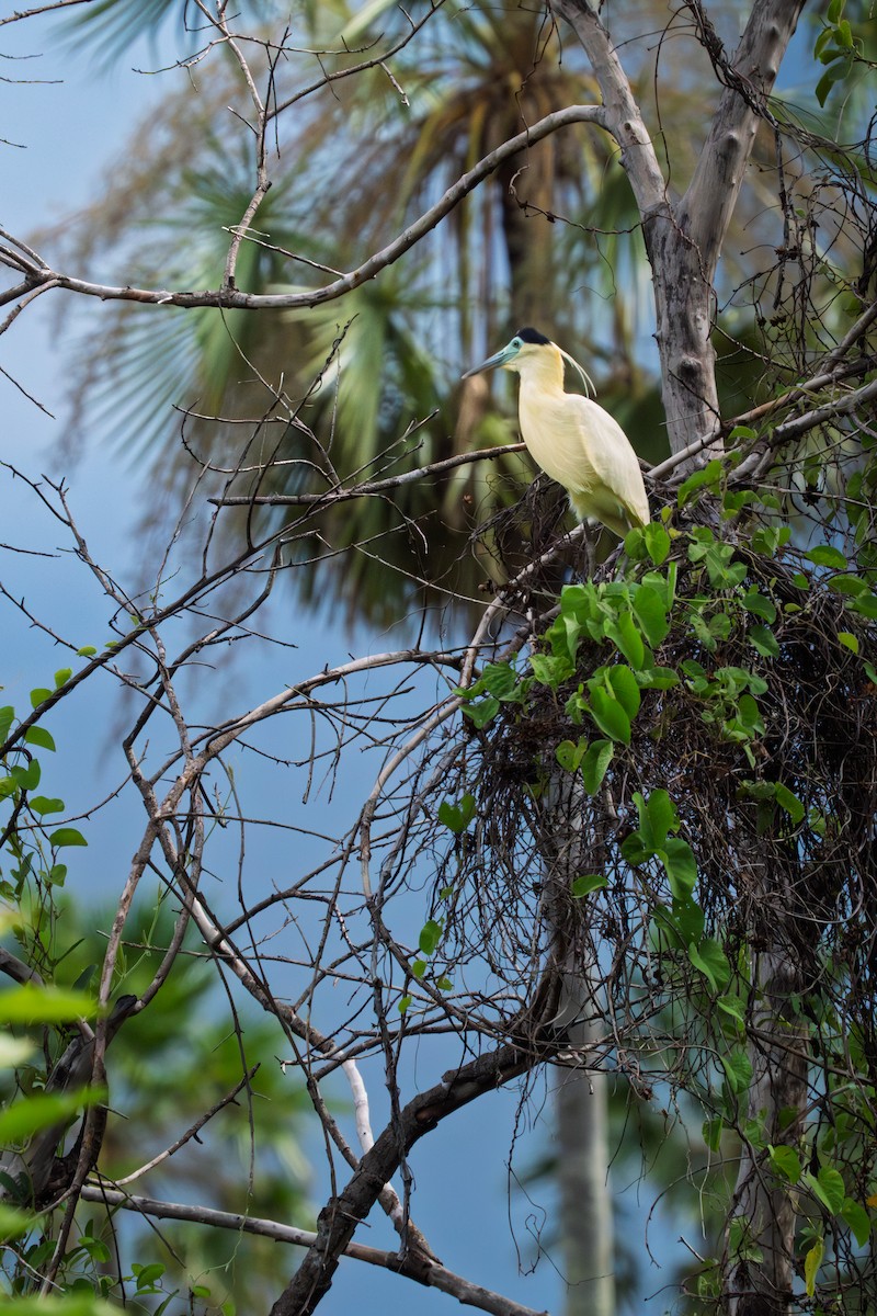 Garza Capirotada - ML646612570