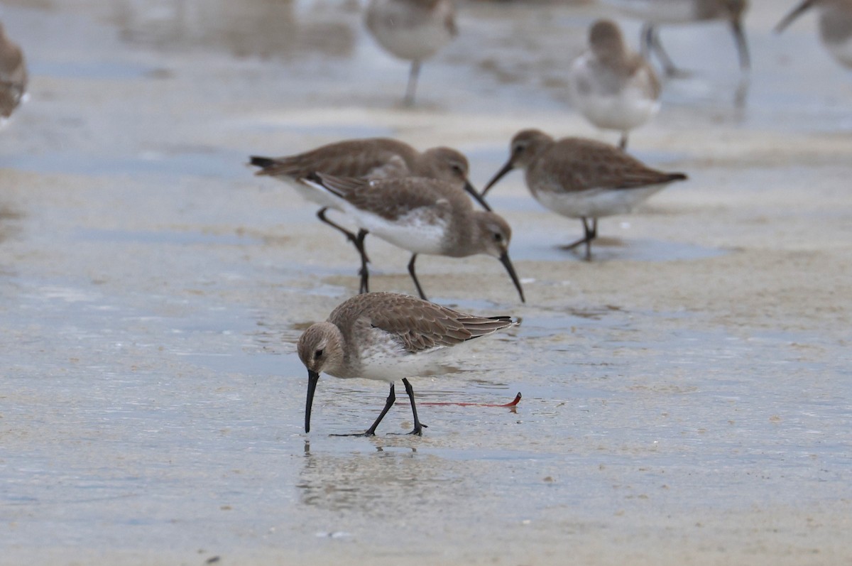 Bécasseau variable - ML646612571