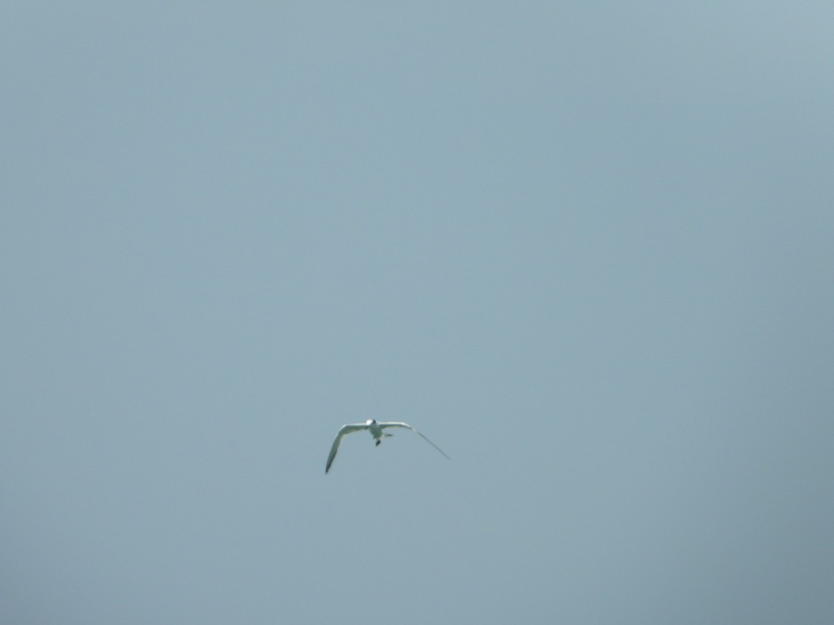 Charrán/Charrancito/Fumarel/Pagaza sp. - ML646612575