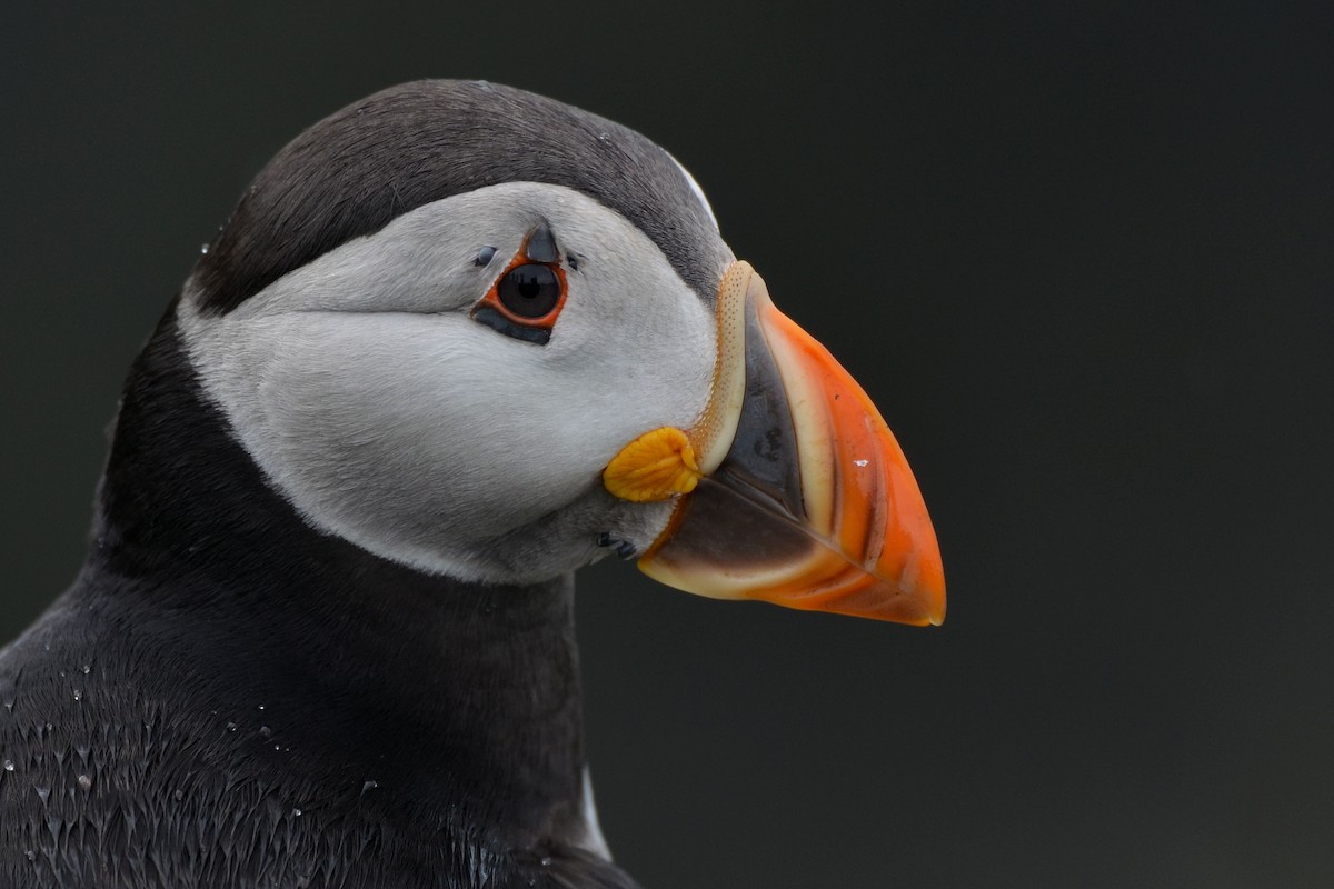 Frailecillo Atlántico - ML646612577