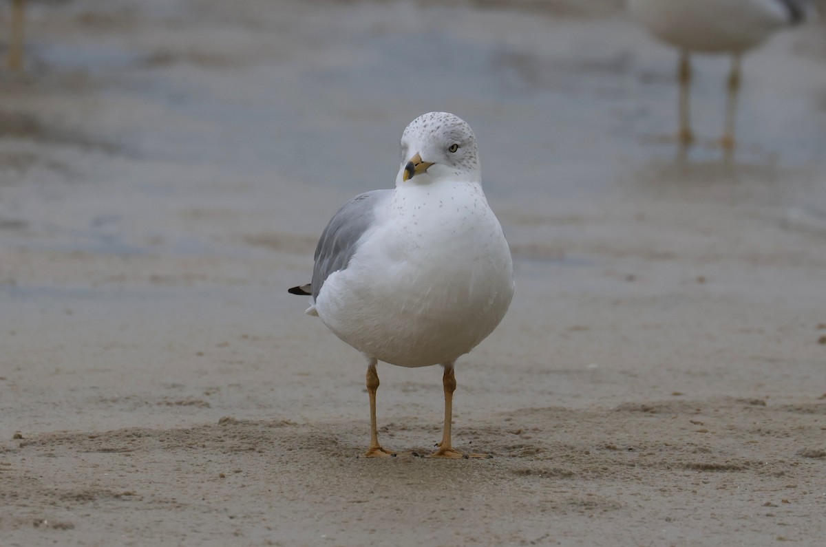 Ring-billed Gull - ML646612579