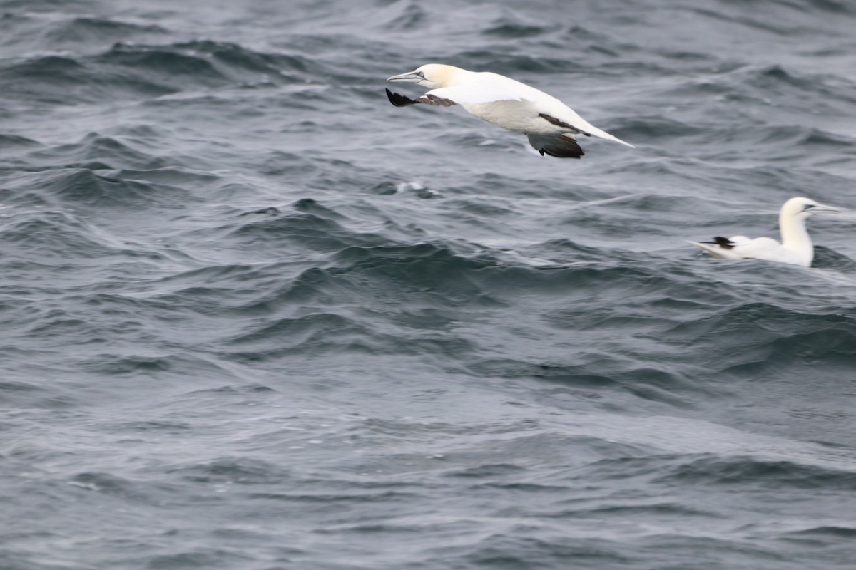 Northern Gannet - ML646612580
