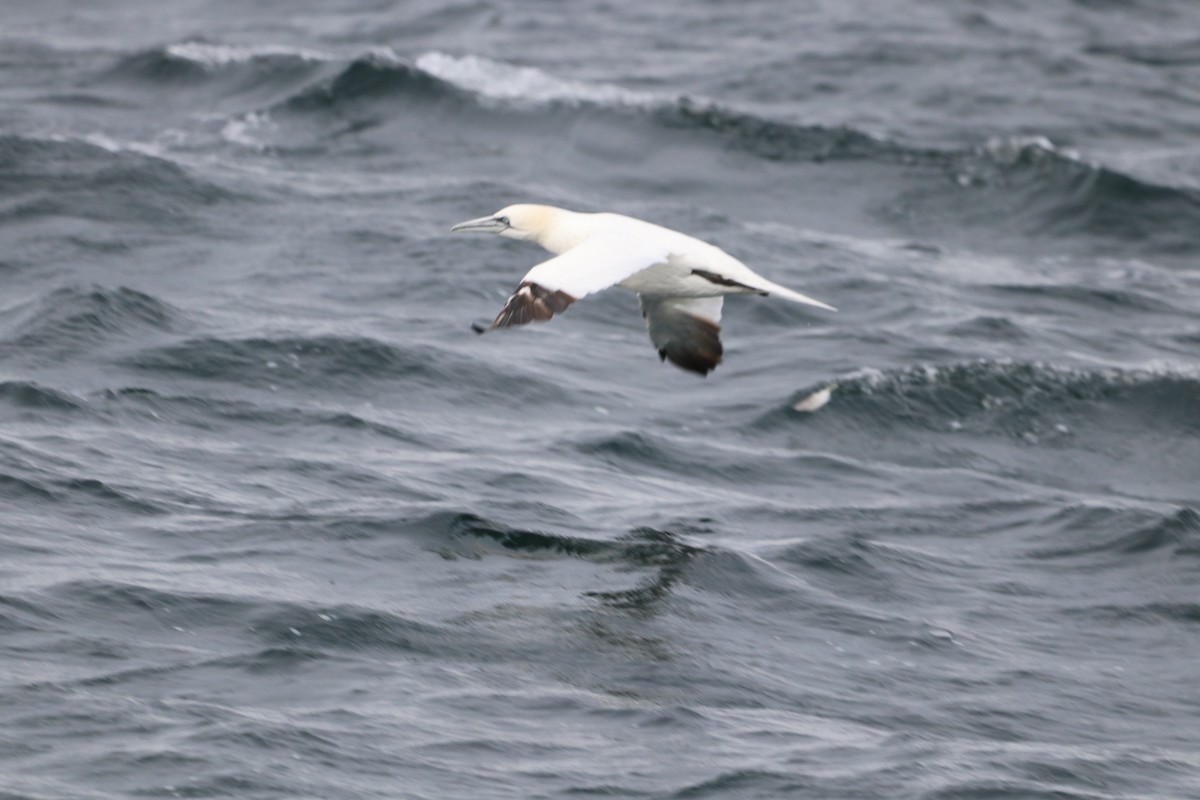 Northern Gannet - ML646612581