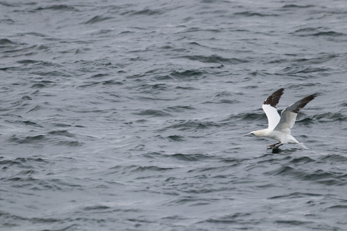 Northern Gannet - ML646612582