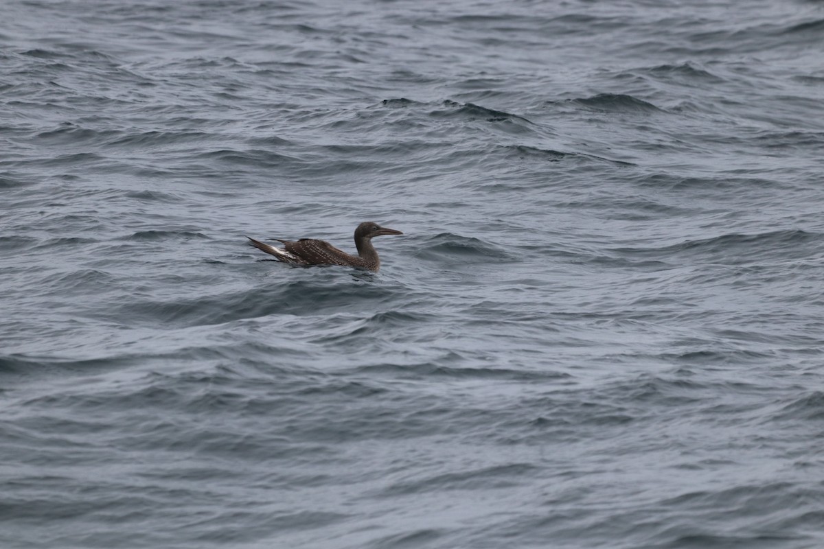Northern Gannet - ML646612583