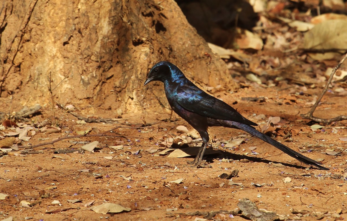 Meves's Starling - ML646612584