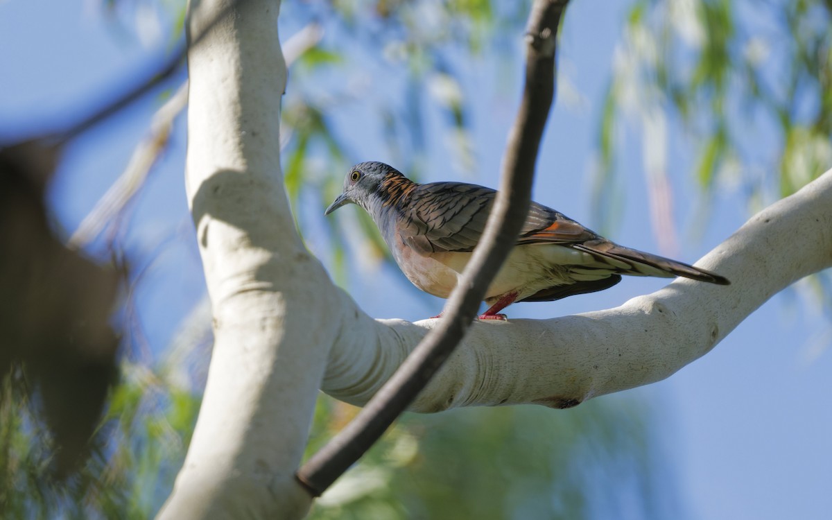 Bar-shouldered Dove - ML646612585