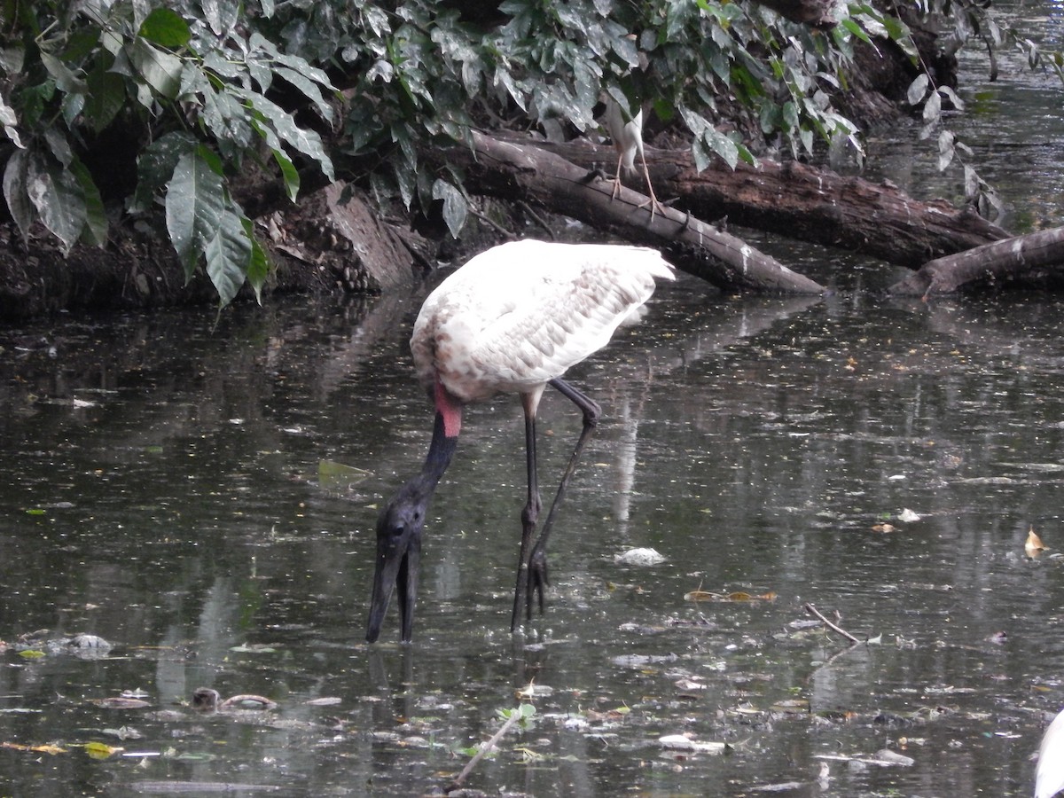 čáp jabiru - ML646612586