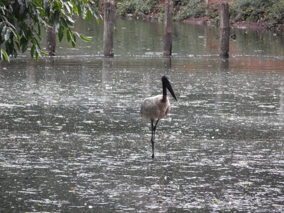 čáp jabiru - ML646612587