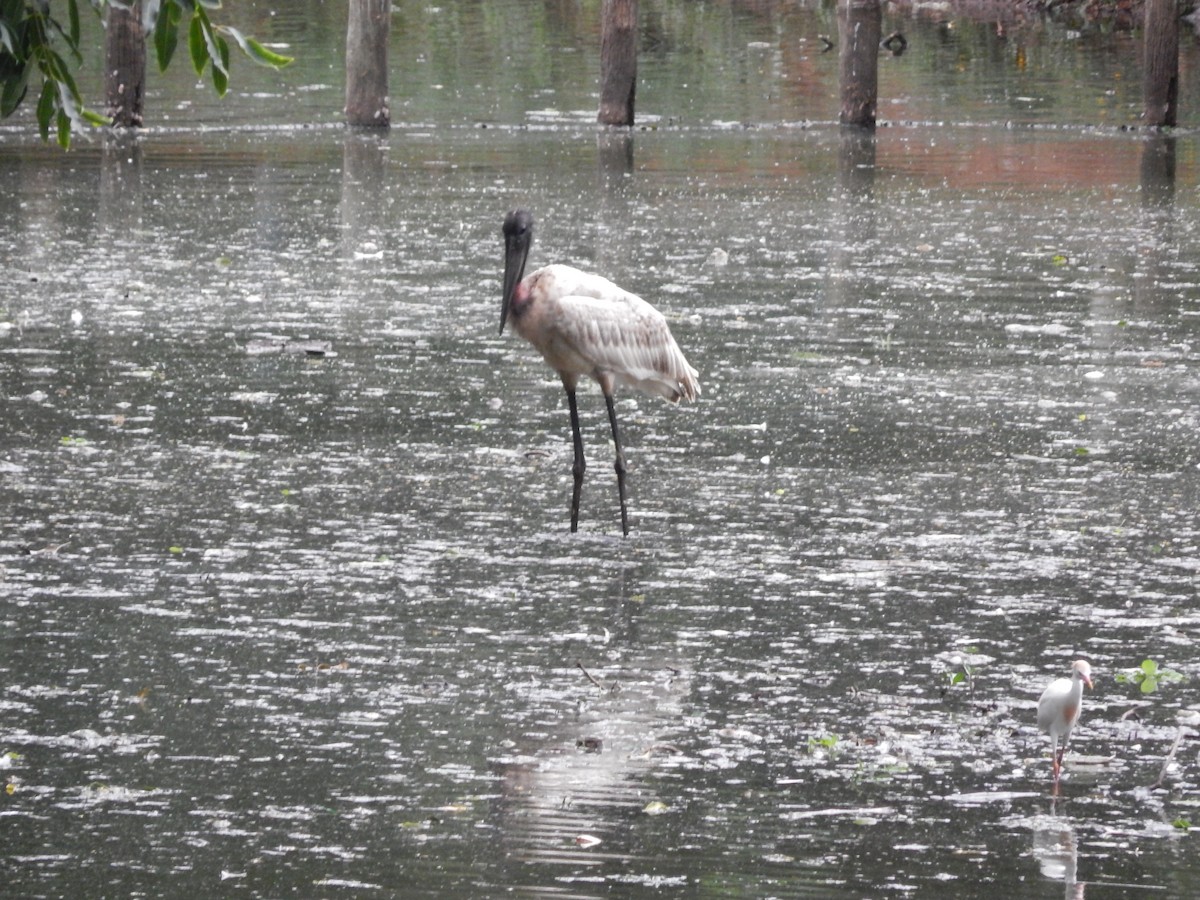 čáp jabiru - ML646612588