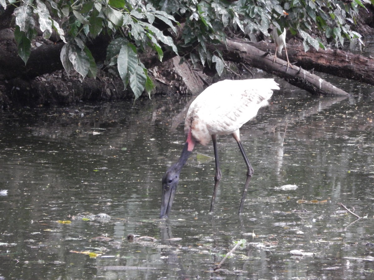 čáp jabiru - ML646612589
