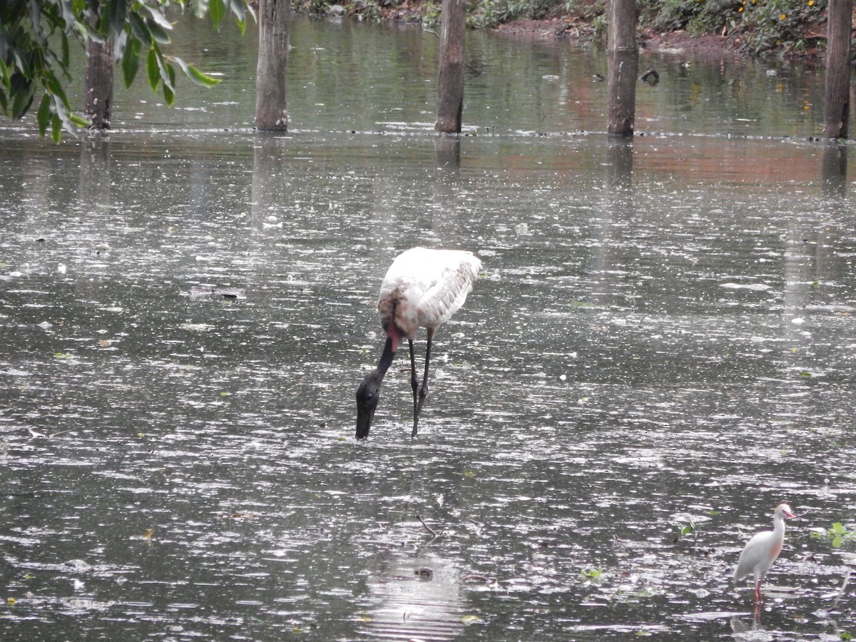 čáp jabiru - ML646612590