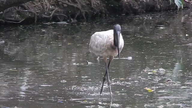 čáp jabiru - ML646612592