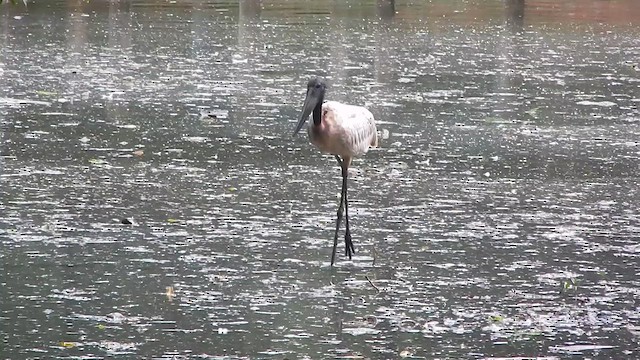 čáp jabiru - ML646612593