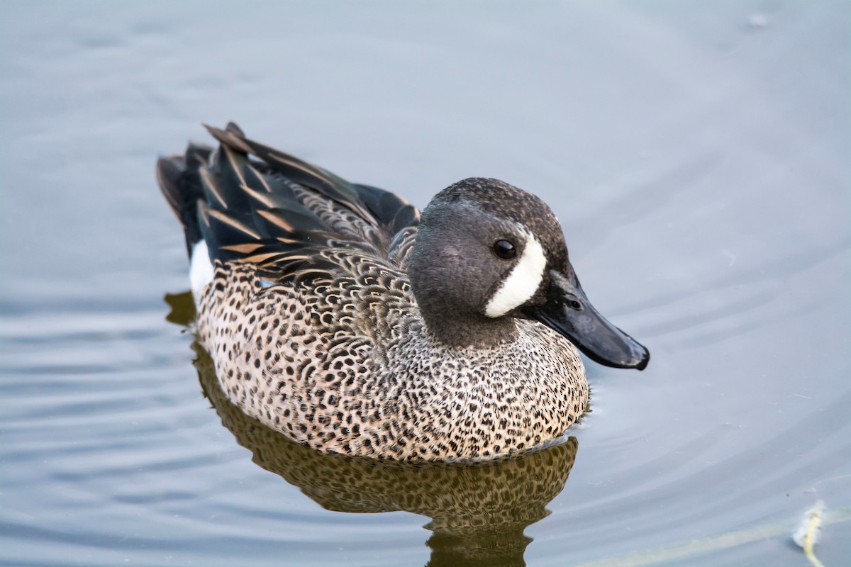 שרשיר כחול-כנף - ML646612594