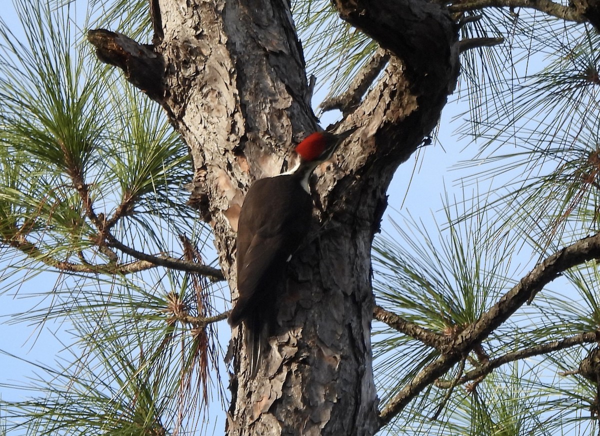 Helmspecht - ML646612598