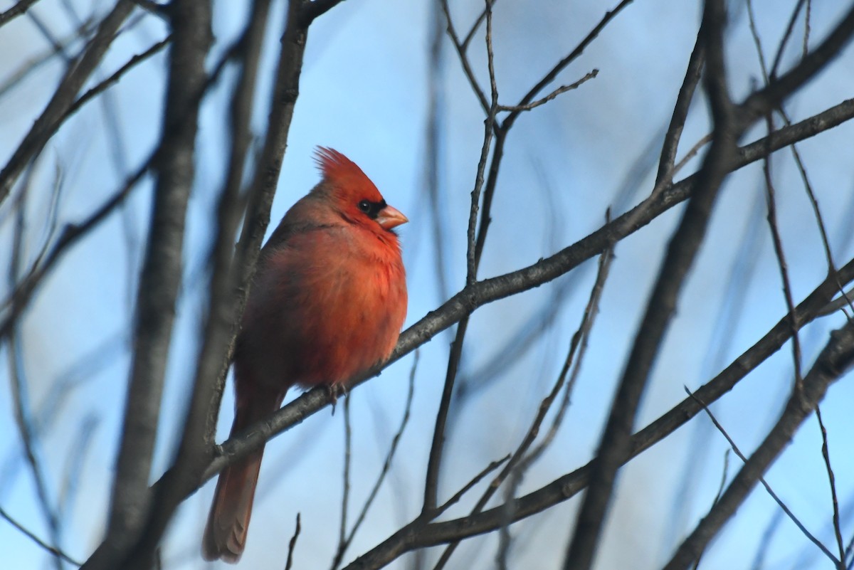 Кардинал червоний - ML646612599