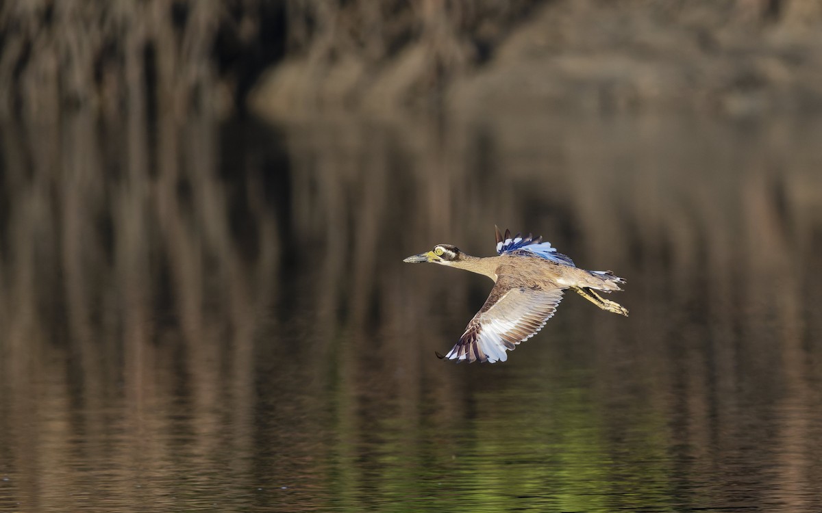 Beach Thick-knee - ML646612600