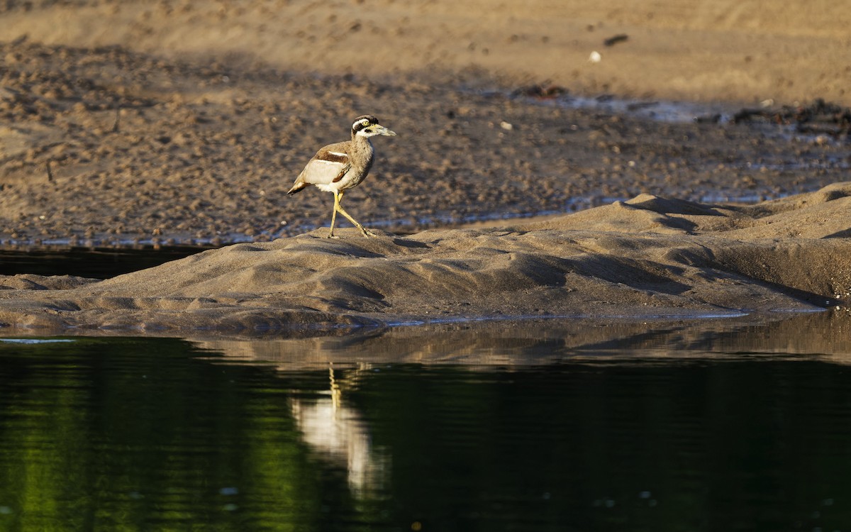 Beach Thick-knee - ML646612601