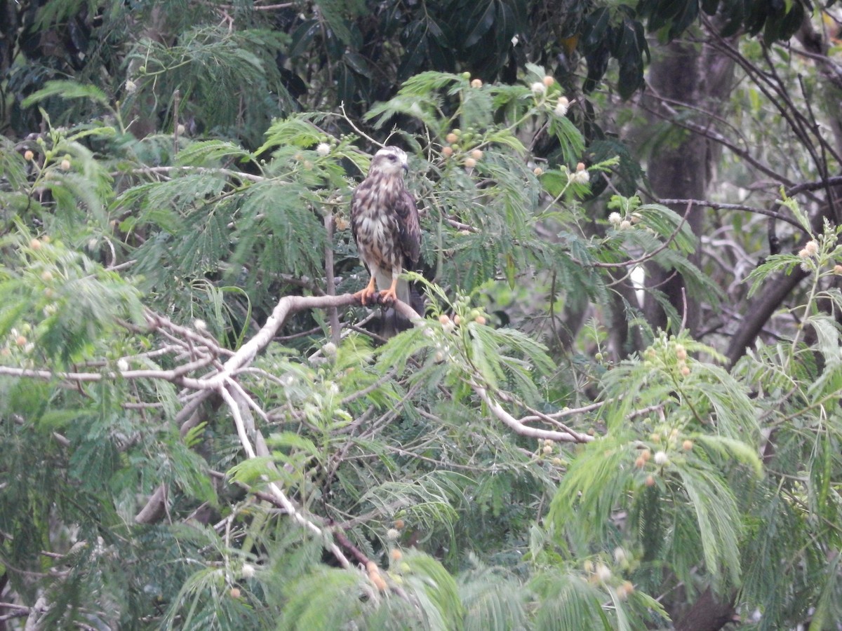 plžojed bažinný - ML646612602