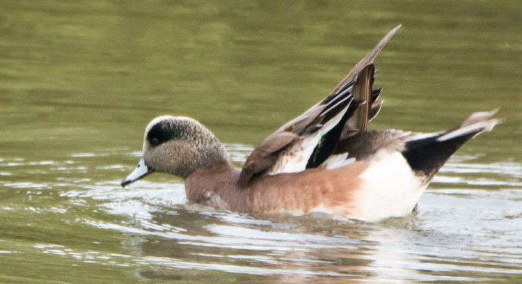 ברווז אמריקני - ML646612603