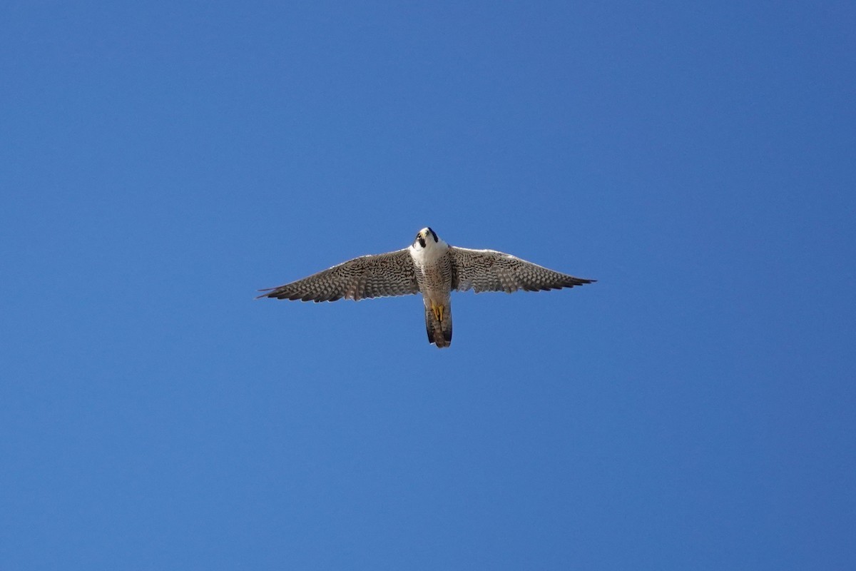 Peregrine Falcon - ML646612604