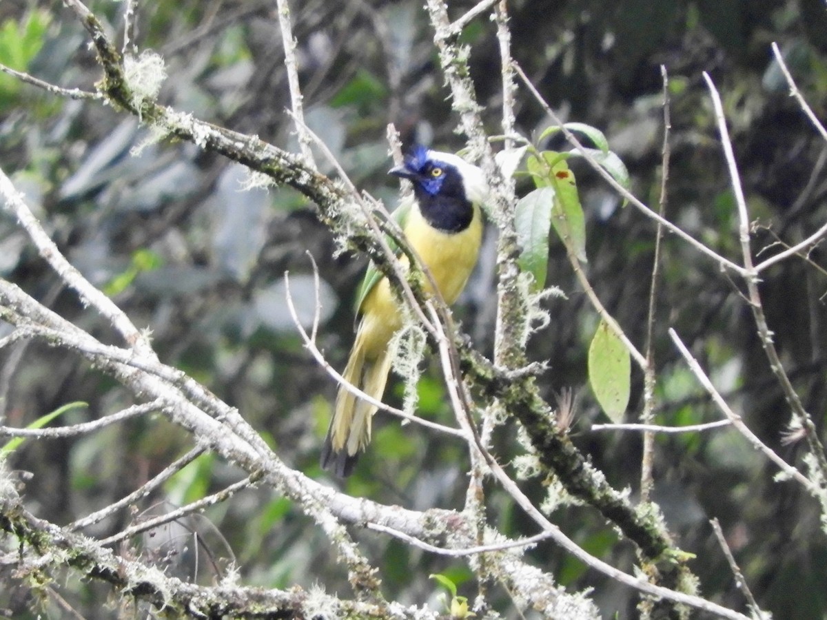 Geai vert (groupe yncas) - ML646612605