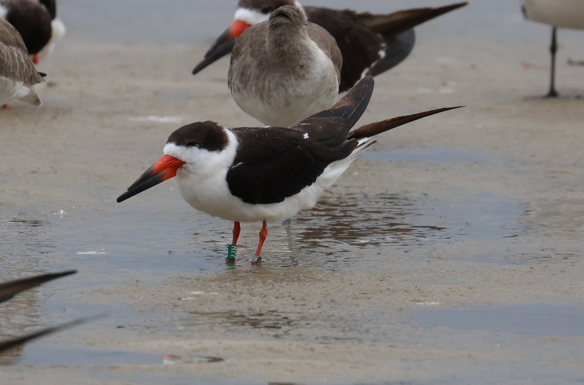 Bec-en-ciseaux noir - ML646612606