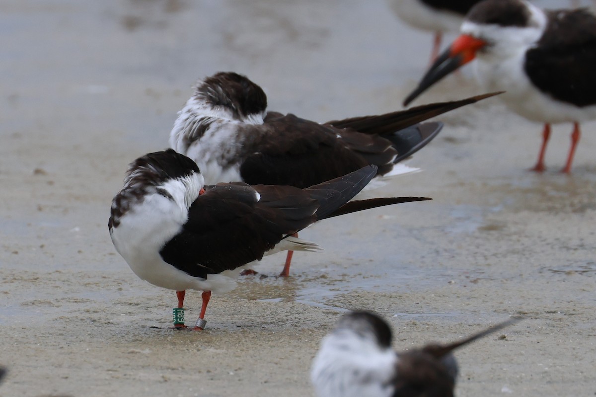 Bec-en-ciseaux noir - ML646612607