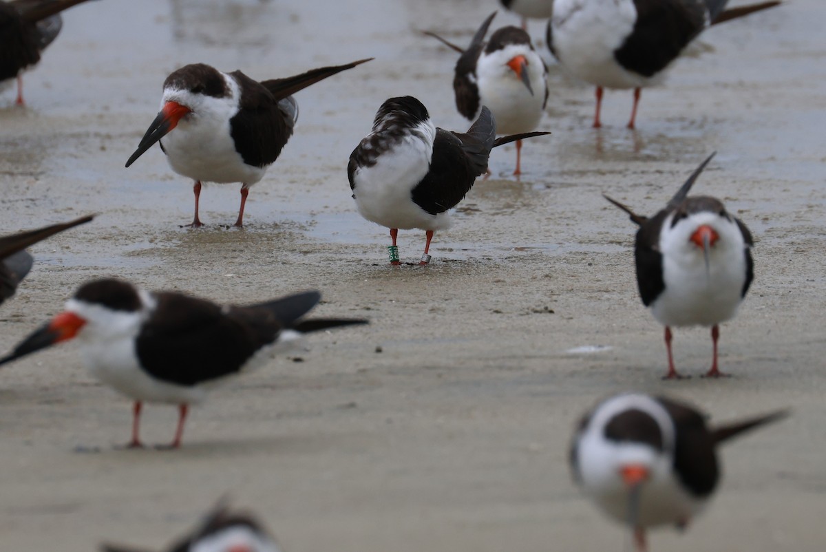 Bec-en-ciseaux noir - ML646612608