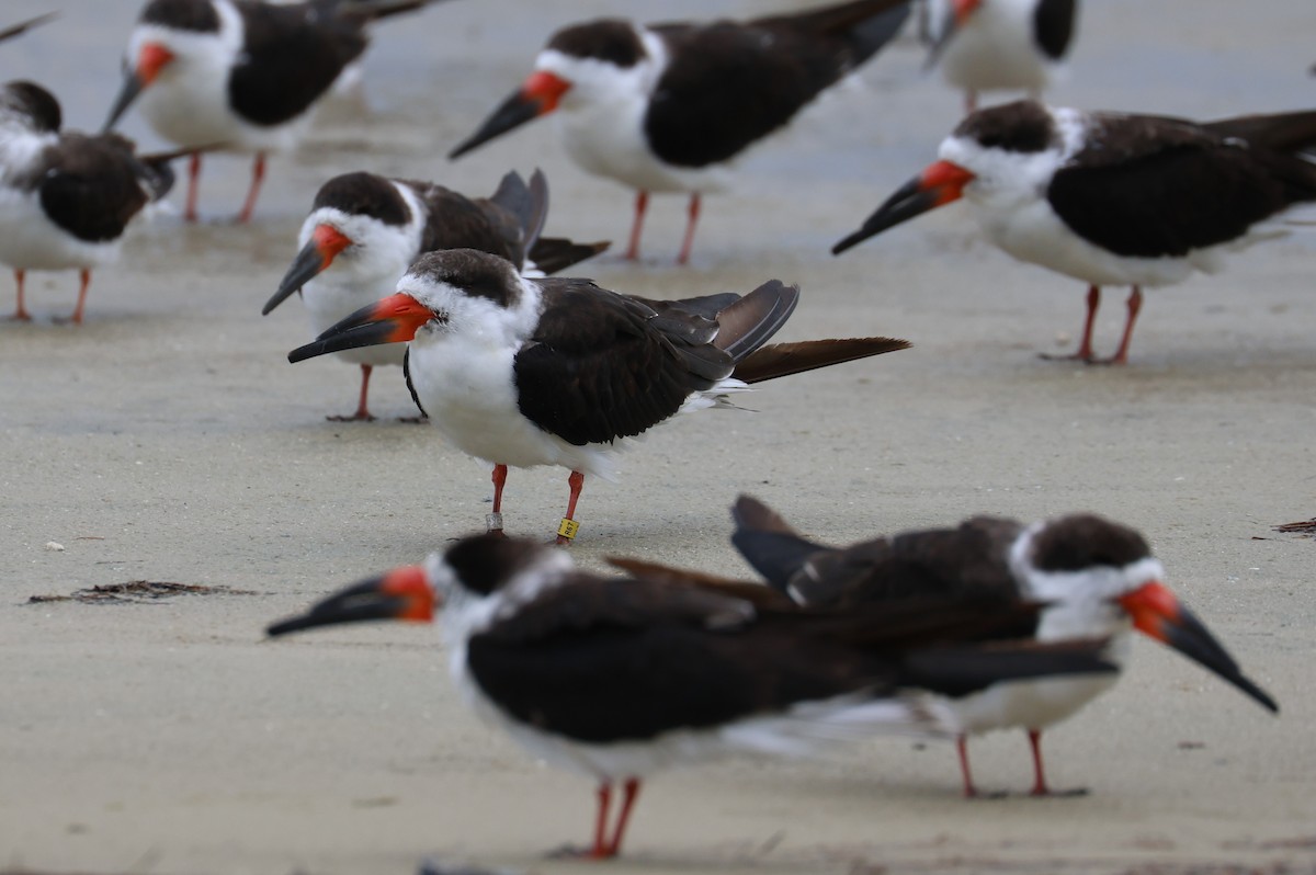 Bec-en-ciseaux noir - ML646612609