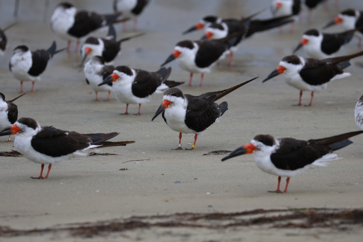 Bec-en-ciseaux noir - ML646612610