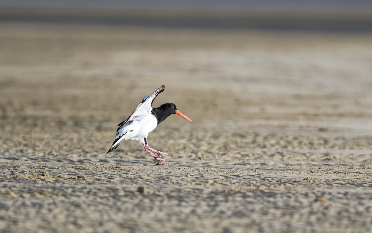 Pied Oystercatcher - ML646612612