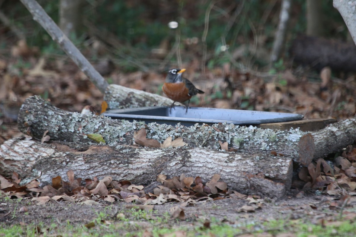 American Robin - ML646612614