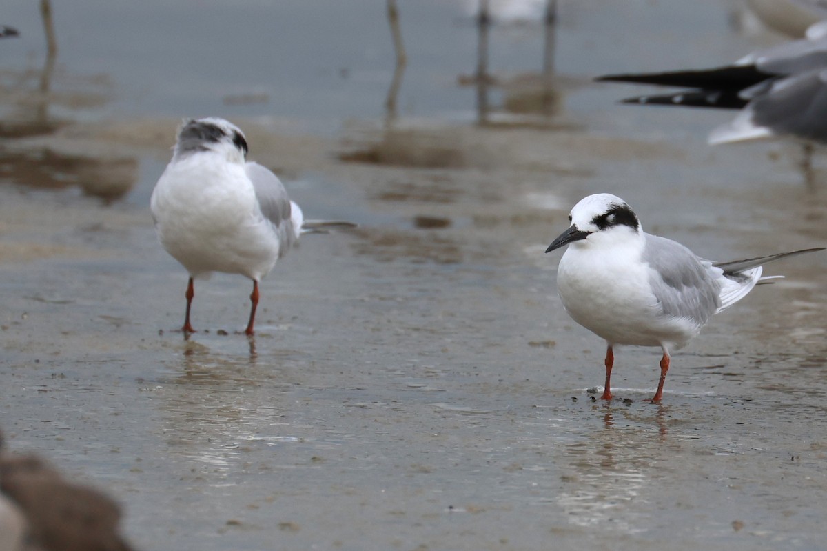 Sterne de Forster - ML646612616