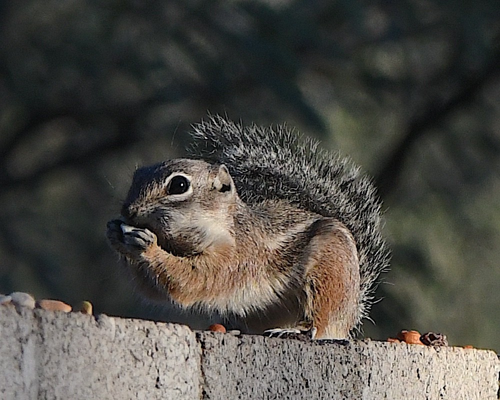 Harris' Antelope Squirrel - ML646612617