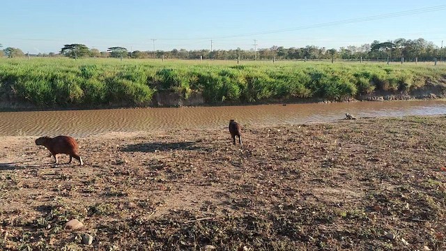 Animals - ML646612619