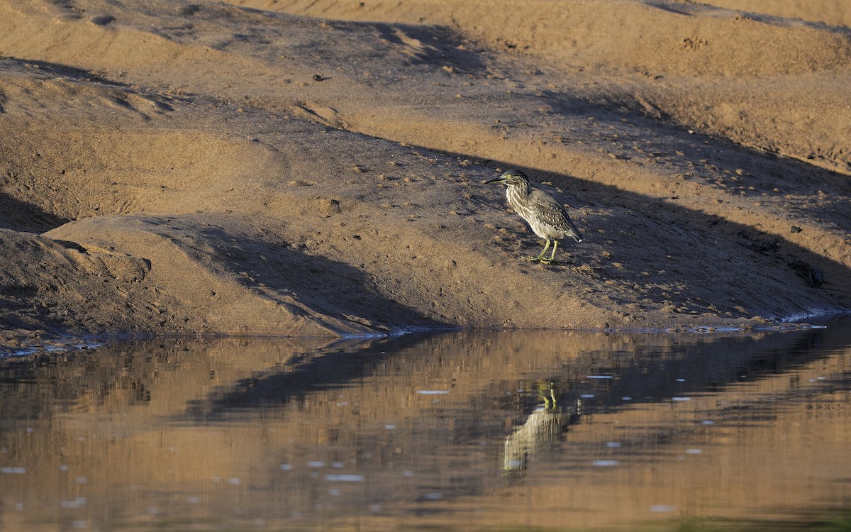Little Heron - ML646612622