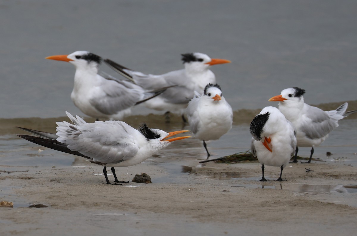 Sterne royale - ML646612623