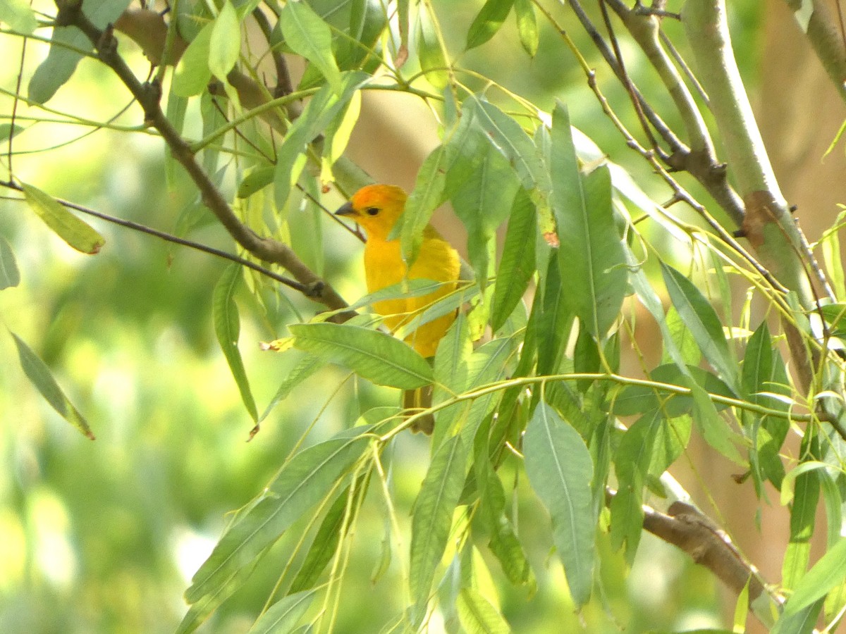 Saffron Finch - ML646612624