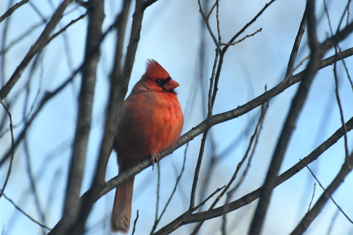 Кардинал червоний - ML646612627