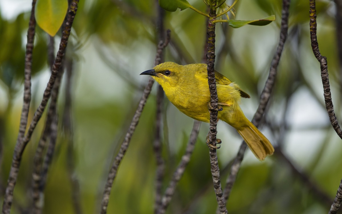 Yellow Honeyeater - ML646612628