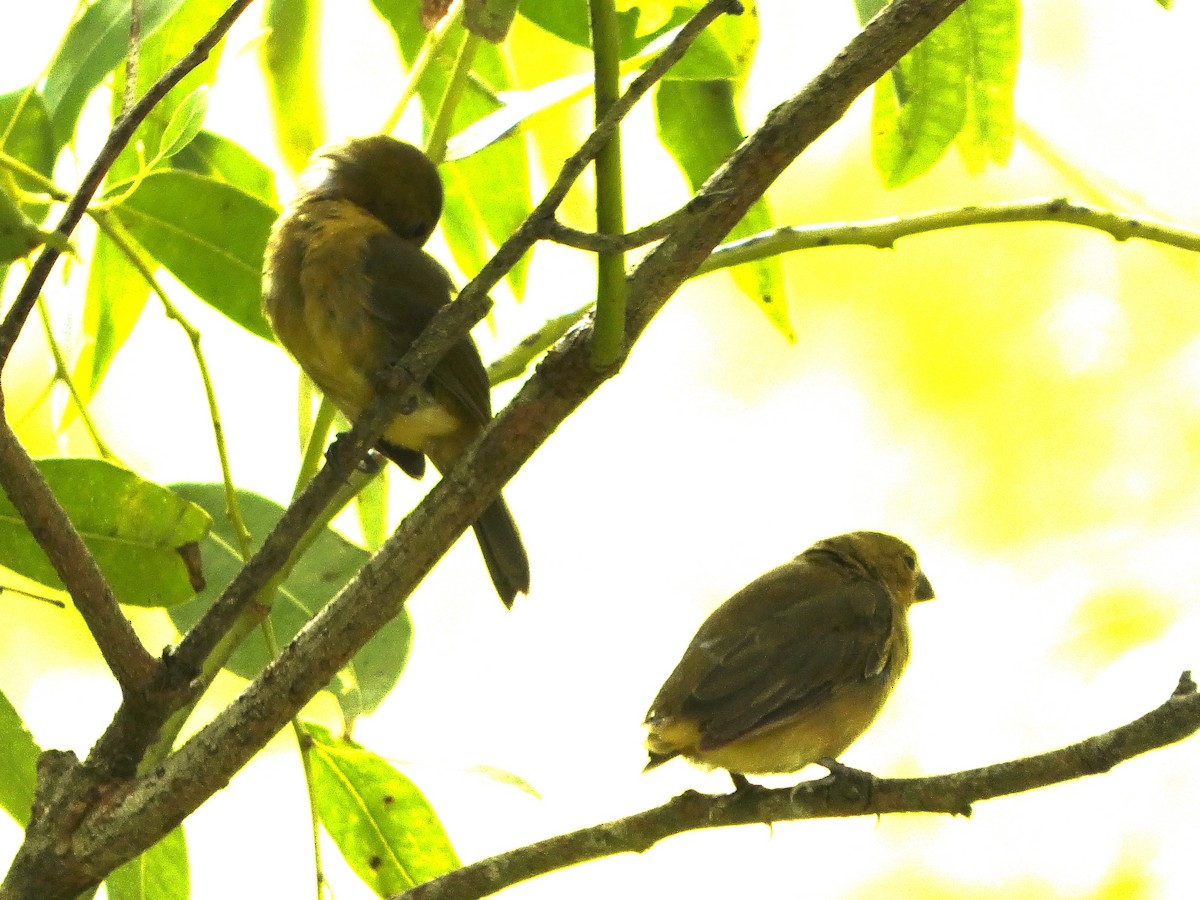 Variable Seedeater - ML646612630