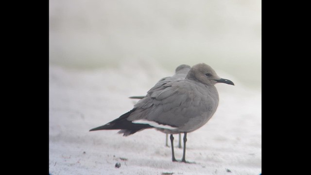 Gray Gull - ML646612631