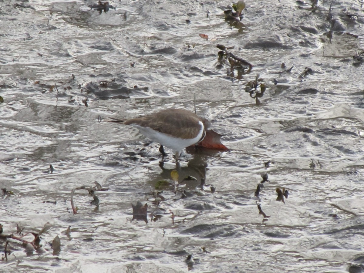 Killdeer - ML646612632