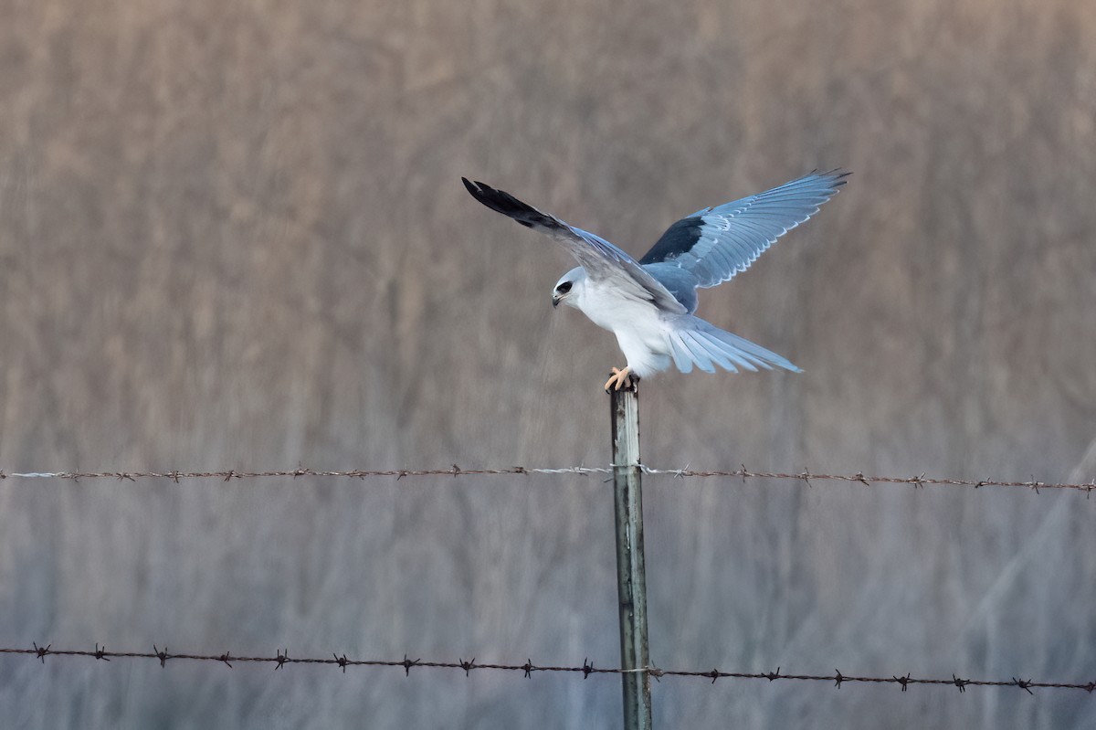 White-tailed Kite - ML646612633