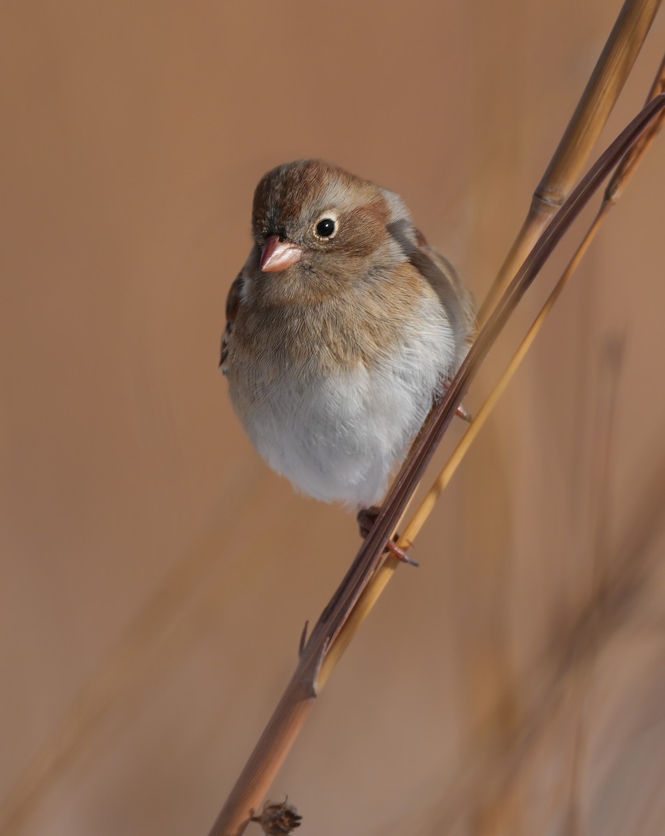 Klapperammer - ML646612634