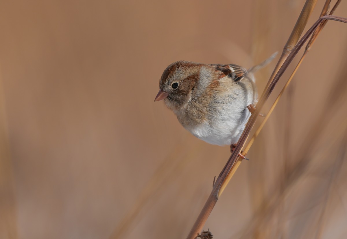 Klapperammer - ML646612635