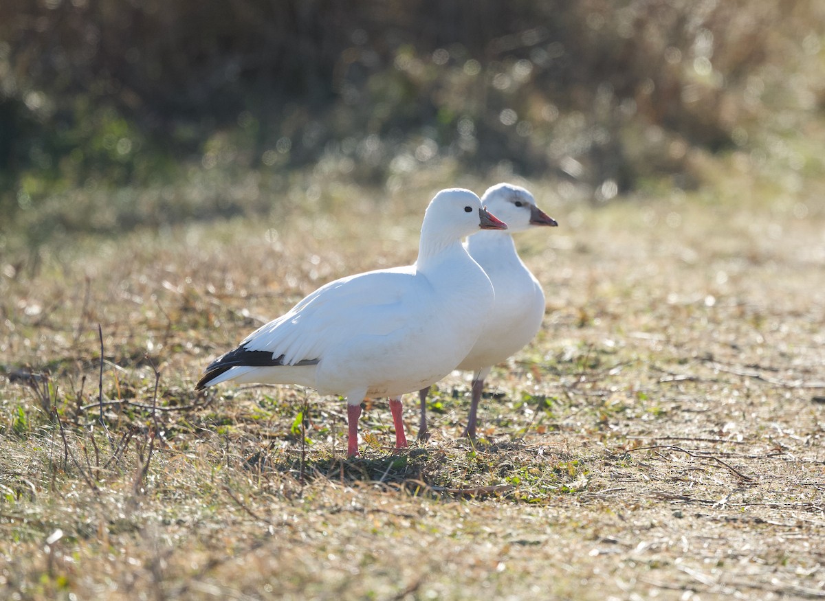 Ross's Goose - ML646612637