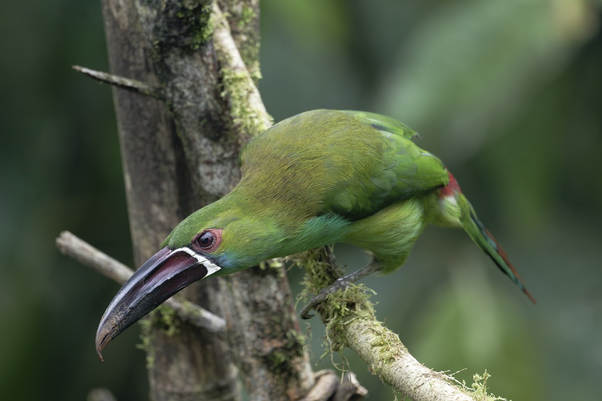 Crimson-rumped Toucanet - ML646612638
